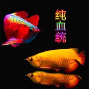 怎么挑選小紅龍魚苗：怎么挑選小紅龍魚苗， 龍魚百科 第2張