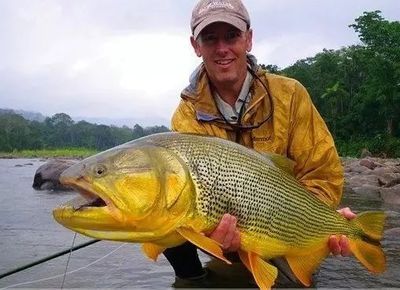 黃金河虎和龍魚(yú)哪個(gè)厲害些：黃金河虎和龍魚(yú)哪個(gè)厲害？ 龍魚(yú)百科 第3張