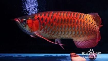 金龍魚(yú)受到驚嚇拒食怎么辦：金龍魚(yú)受到驚嚇拒食怎么辦金龍魚(yú)受到驚嚇拒食怎么辦