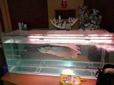 天津哪里買龍魚便宜又好：天津哪里買龍魚便宜又好吃