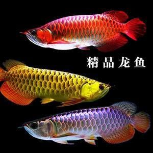 紅龍魚(yú)挑選幼苗視頻：紅龍魚(yú)幼苗怎么挑選 龍魚(yú)百科 第3張