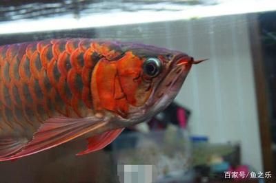 龍魚一直用白背景養(yǎng)可以嗎：龍魚的飼養(yǎng)背景對其生長和發(fā)色有著重要的影響 龍魚百科