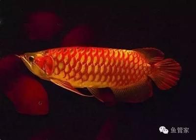 比龍魚(yú)霸氣的魚(yú)：比龍魚(yú)還霸氣的幾種魚(yú)種