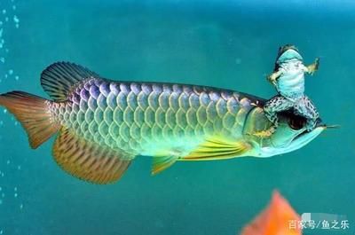 比龍魚(yú)霸氣的魚(yú)：比龍魚(yú)還霸氣的幾種魚(yú)種