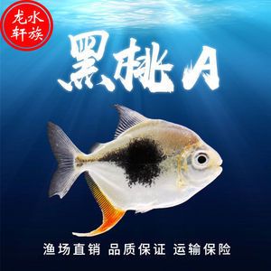 金龍魚咬混養(yǎng)的銀板：金龍魚可以和銀板魚混養(yǎng)但是要注意避免讓金龍魚和銀板魚爭斗受傷 龍魚百科 第3張