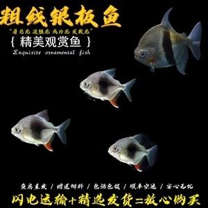 金龍魚咬混養(yǎng)的銀板：金龍魚可以和銀板魚混養(yǎng)但是要注意避免讓金龍魚和銀板魚爭斗受傷 龍魚百科 第2張