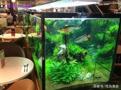 龍魚地缸：養(yǎng)龍魚地缸尺寸要求、水質(zhì)管理、飼養(yǎng)注意事項以及飼養(yǎng)注意事項 龍魚百科 第3張