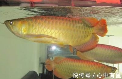 養(yǎng)金龍魚的寓意：養(yǎng)金龍魚的寓意是什么？ 龍魚百科 第2張