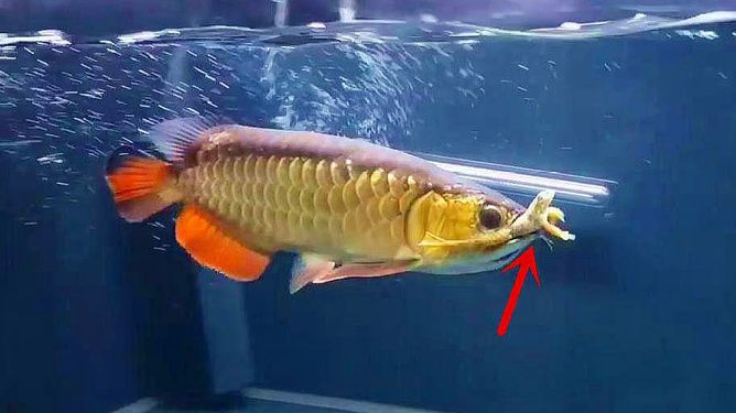 龍魚很兇猛嗎為什么：為什么龍魚很兇猛？ 龍魚百科 第3張