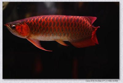 紅色的龍魚(yú)叫什么名字：紅色的龍魚(yú)叫什么名字紅色的龍魚(yú)叫什么名字 龍魚(yú)百科 第3張