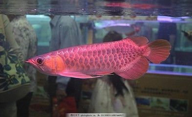 播放紅龍魚(yú)的照片：關(guān)于紅龍魚(yú)的一些問(wèn)題