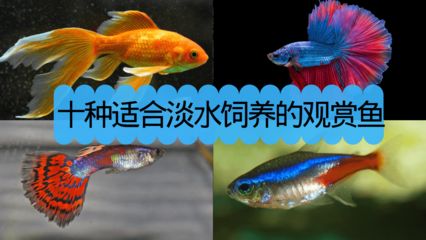 常見淡水觀賞魚的種類和特點(diǎn)是什么：常見淡水觀賞魚的種類和特點(diǎn) 龍魚百科 第2張