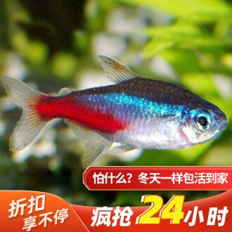 常見淡水觀賞魚的種類和特點(diǎn)是什么：常見淡水觀賞魚的種類和特點(diǎn) 龍魚百科 第3張