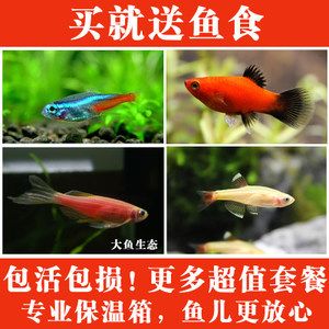 常見淡水觀賞魚的種類和特點(diǎn)是什么：常見淡水觀賞魚的種類和特點(diǎn) 龍魚百科 第1張