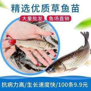 龍魚吃飼料長(zhǎng)得快嗎為什么：龍魚吃飼料長(zhǎng)得快嗎 龍魚百科 第1張