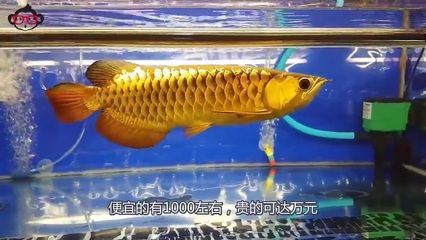 金龍魚張開嘴是怎么回事：金龍魚張開嘴是怎么回事金龍魚張開嘴是怎么回事