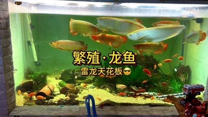 和龍魚混養(yǎng)的龜：哪些龜類可以和龍魚混養(yǎng)？