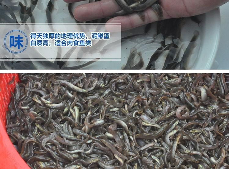 龍魚(yú)喂泥鰍好不好養(yǎng)：龍魚(yú)喂泥鰍好不好養(yǎng)， 龍魚(yú)百科 第3張