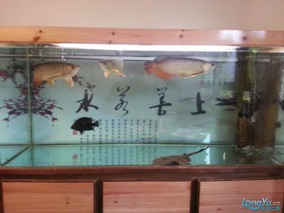 和金龍魚(yú)混養(yǎng)有哪些龜：烏龜與金龍魚(yú)混養(yǎng)有哪些因素需要考慮豬鼻龜和金龍魚(yú)混養(yǎng) 龍魚(yú)百科 第3張