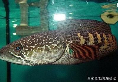 龍魚(yú)蒙眼不吃食最好治療方法是什么：龍魚(yú)蒙眼不吃食最佳治療方法是什么