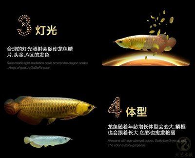 古典藍底過背金龍魚吃什么發(fā)色：古典藍底過背金龍魚吃什么發(fā)色古典藍底過背金龍魚吃什么發(fā)色 龍魚百科 第2張