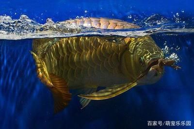 龍魚驚嚇后拒食了怎么辦：龍魚驚嚇后拒食了怎么辦龍魚驚嚇后拒食了怎么辦 龍魚百科 第2張