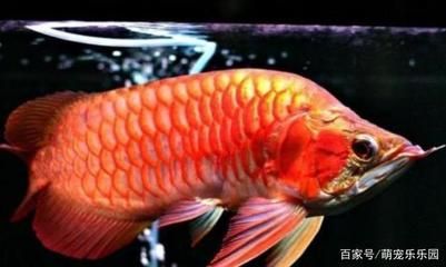 龍魚驚嚇后拒食了怎么辦：龍魚驚嚇后拒食了怎么辦龍魚驚嚇后拒食了怎么辦 龍魚百科 第1張