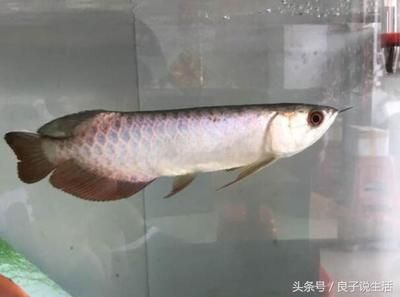 龍魚(yú)頭朝下尾巴朝上還能活嗎：龍魚(yú)頭朝下尾巴朝上怎么回事 龍魚(yú)百科 第2張