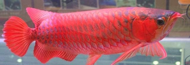 10厘米小紅龍魚魚苗價(jià)格多少一條：10厘米小紅龍魚苗價(jià)格小紅龍魚苗價(jià)格小紅龍魚苗價(jià)格 龍魚百科 第3張