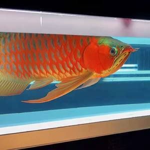 紅龍魚(yú)比賽用的神燈：紅龍魚(yú)比賽用的神燈如何選擇？