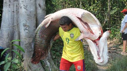 龍魚(yú)怎么抓出來(lái)：龍魚(yú)的正確抓捕方法