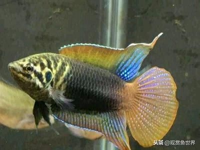 中國(guó)最常見(jiàn)的觀賞魚：中國(guó)比較常見(jiàn)的幾種觀賞魚種類，適合養(yǎng)在草缸中， 龍魚百科 第1張