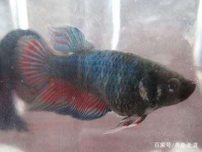 中國(guó)最常見(jiàn)的觀賞魚：中國(guó)比較常見(jiàn)的幾種觀賞魚種類，適合養(yǎng)在草缸中， 龍魚百科 第2張