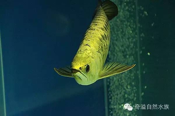 霸王金龍魚：霸王金龍魚的飼養(yǎng)方法