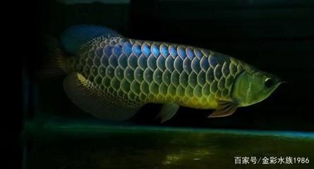 過(guò)背金龍魚(yú)怎么養(yǎng)出色好看：過(guò)背金龍魚(yú)怎么養(yǎng)出色好看的過(guò)背金龍魚(yú)飼養(yǎng)方法