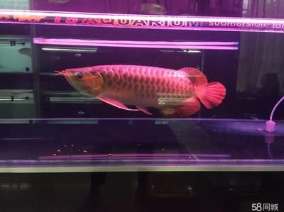 自家養(yǎng)的龍魚死了能吃嗎有毒嗎：專賣龍魚的店名 龍魚百科 第2張