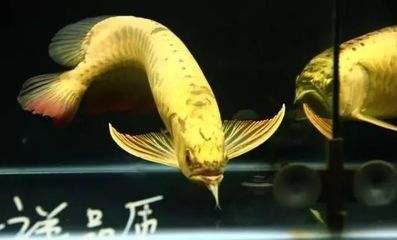 龍魚(yú)紀(jì)錄片在線(xiàn)觀(guān)看：關(guān)于龍魚(yú)紀(jì)錄片在線(xiàn)觀(guān)看 龍魚(yú)百科 第1張