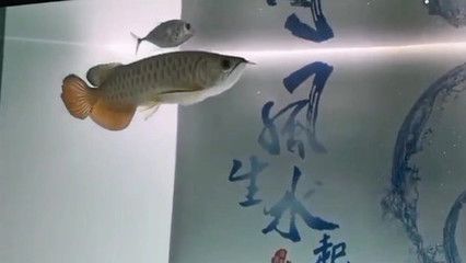 龍魚(yú)紀(jì)錄片在線(xiàn)觀(guān)看：關(guān)于龍魚(yú)紀(jì)錄片在線(xiàn)觀(guān)看 龍魚(yú)百科 第3張