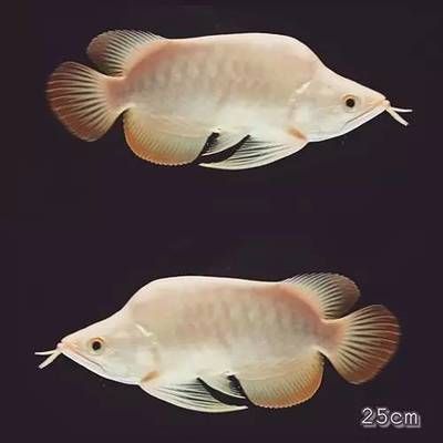 白化龍魚(yú)價(jià)格：白化紅龍魚(yú)是一種什么樣的魚(yú)？ 龍魚(yú)百科 第2張