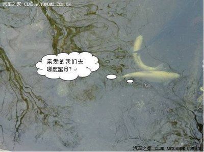 金龍魚用什么釣：《創(chuàng)造與魔法》金龍魚怎么釣