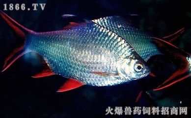 我想看金龍魚的照片：養(yǎng)龍魚的草金處理方法 龍魚百科 第2張