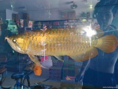 金龍魚(yú)中的極品：金龍魚(yú)中的品牌品牌屬于哪個(gè)國(guó)家