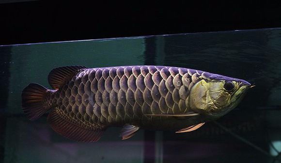 巧克力金龍魚價(jià)格：關(guān)于巧克力金龍魚的價(jià)格 龍魚百科 第2張