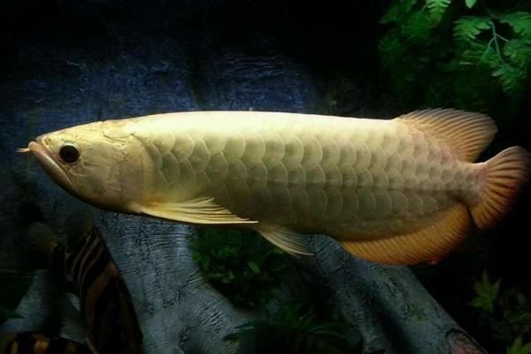 巧克力金龍魚價(jià)格：關(guān)于巧克力金龍魚的價(jià)格 龍魚百科 第3張