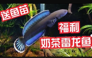 奶茶雷龍魚(yú)怎么配對(duì)的呢：奶茶雷龍魚(yú)怎么配對(duì)