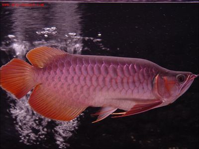 龍魚(yú)很容易死嗎為什么還會(huì)死魚(yú)：龍魚(yú)為什么會(huì)死魚(yú)