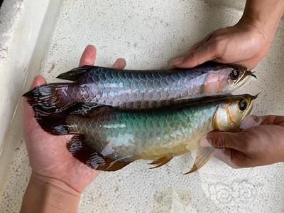 龍魚配魚底層魚：如何選擇適合與龍魚混養(yǎng)的底層魚 龍魚百科 第1張