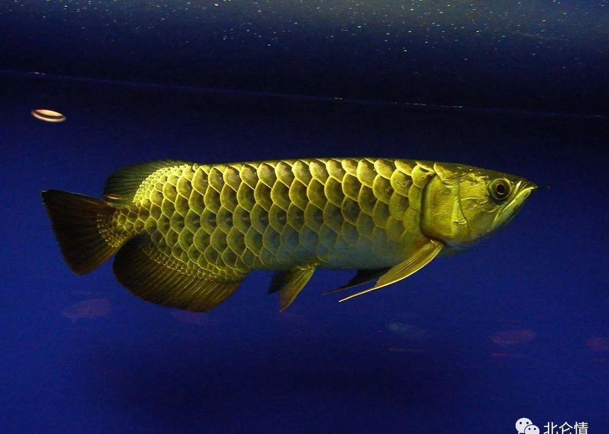 紅尾龍魚價格行情走勢圖：對不起，我無法提供紅尾龍魚價格行情走勢圖，紅尾龍魚價格行情圖 龍魚百科 第2張