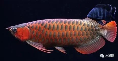 龍魚(yú)掉眼跟燈光有關(guān)系嗎怎么治療好：龍魚(yú)掉眼與燈光的關(guān)系怎么治療龍魚(yú)掉眼與燈光的關(guān)系