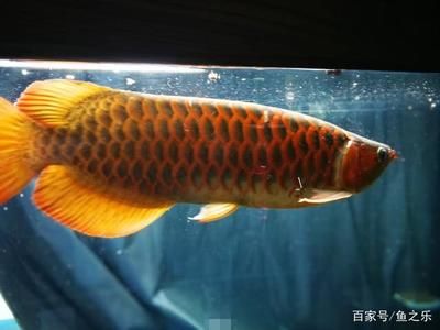 紅龍魚發(fā)色過程記錄表：紅龍魚發(fā)色過程